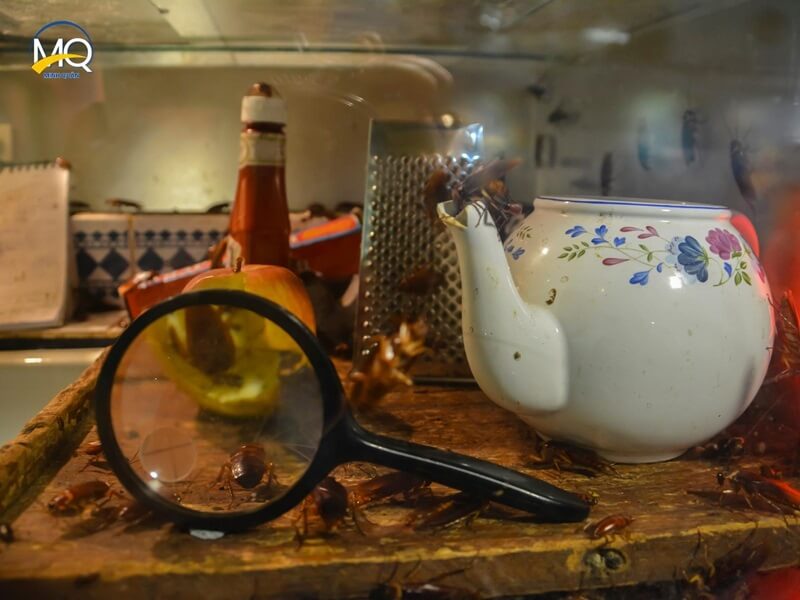 vi sao lai co gian vao nha