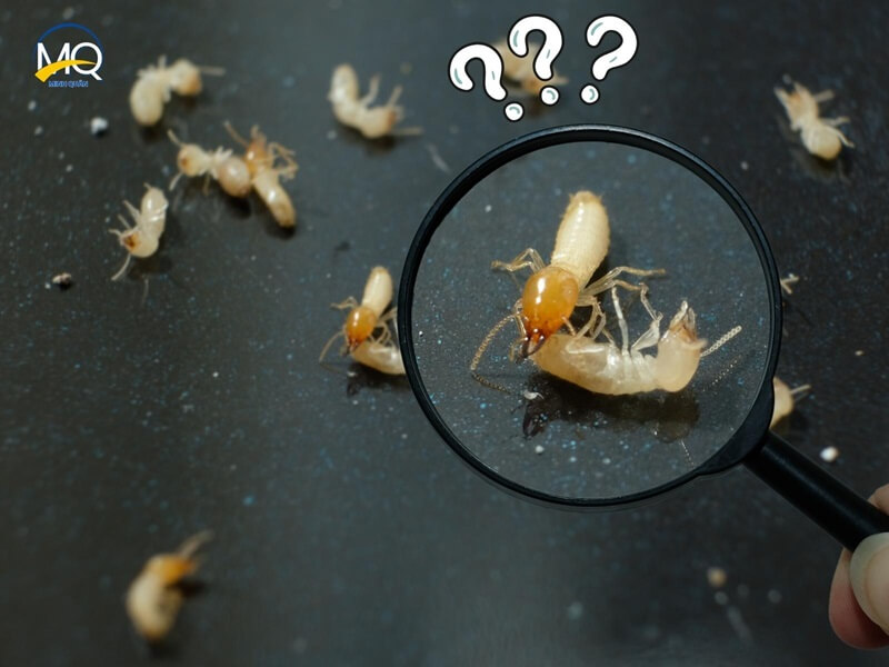 Nguyên nhân nhà bạn bị mối tấn công