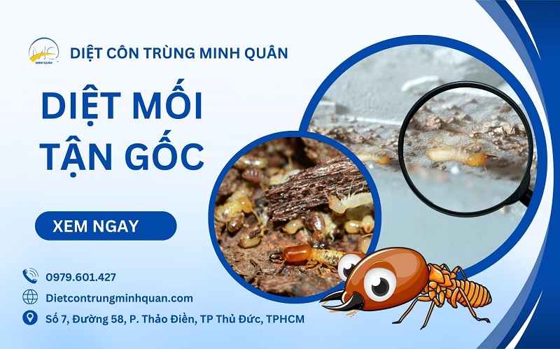 Dịch vụ diệt mối tận gốc tại TPHCM