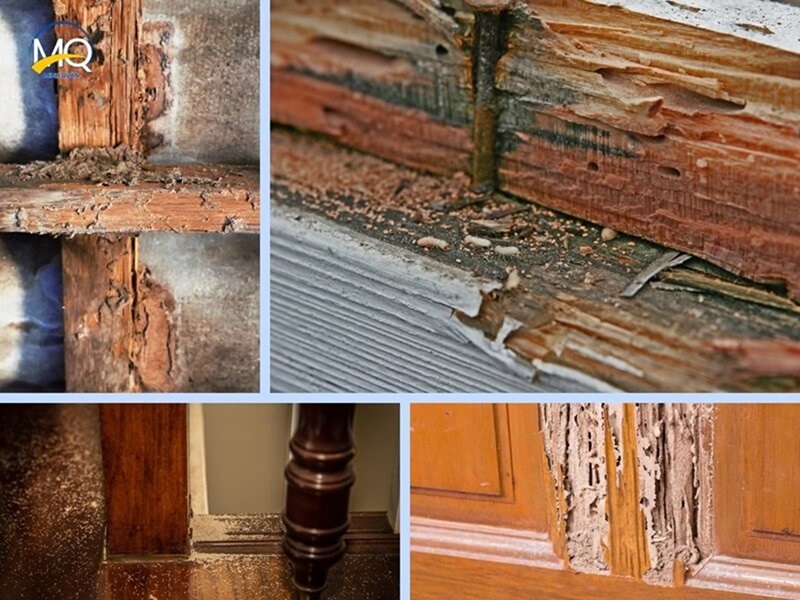 Lý do cần phải diệt mối tận gốc