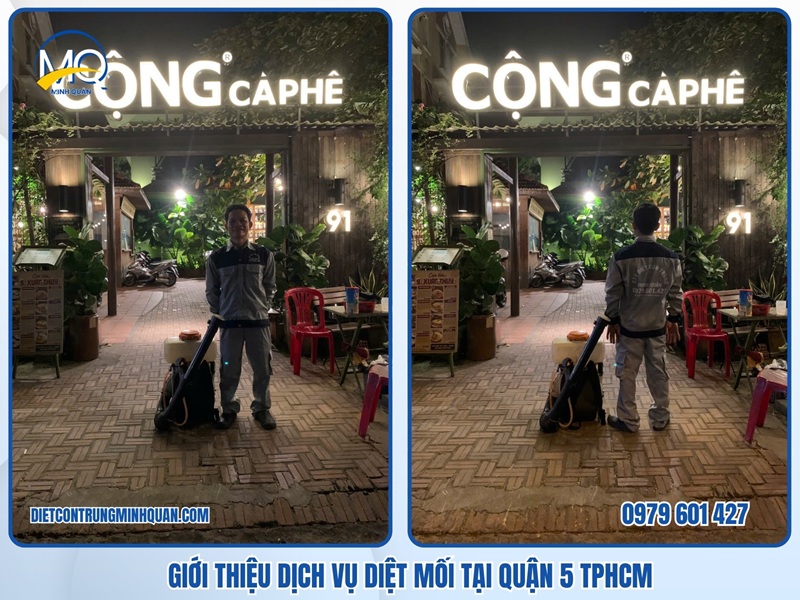 Giới thiệu dịch vụ diệt mối tận gốc tại quận 5 TPHCM