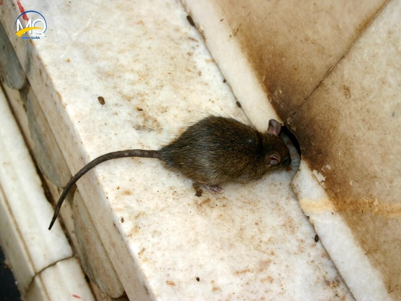 bien phap phong ngua chuot