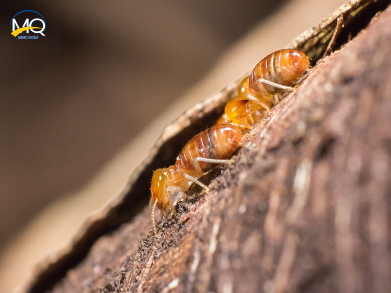 diet moi tan goc tai quan 1