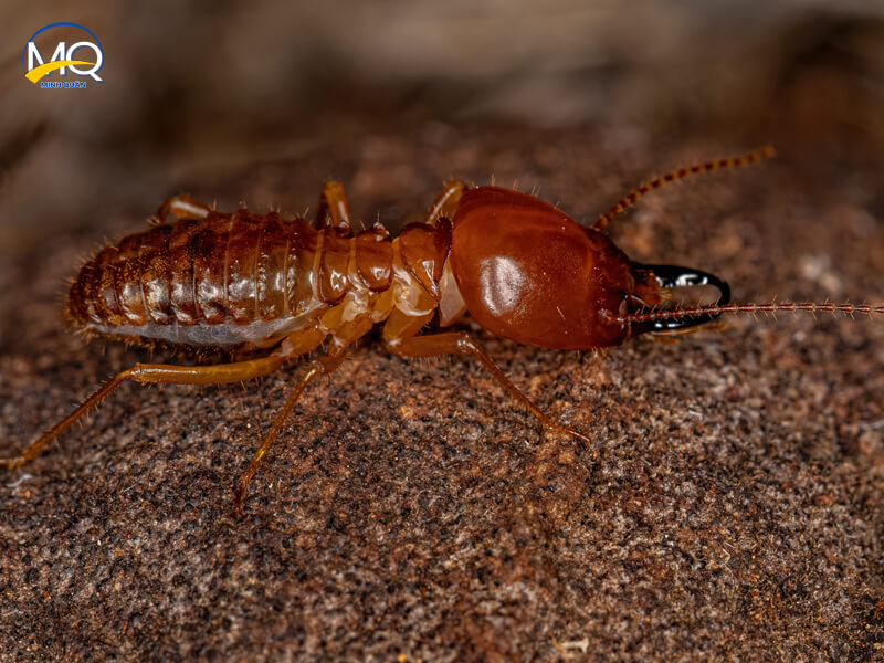 diet moi tai quan 1 nhanh chong gia re