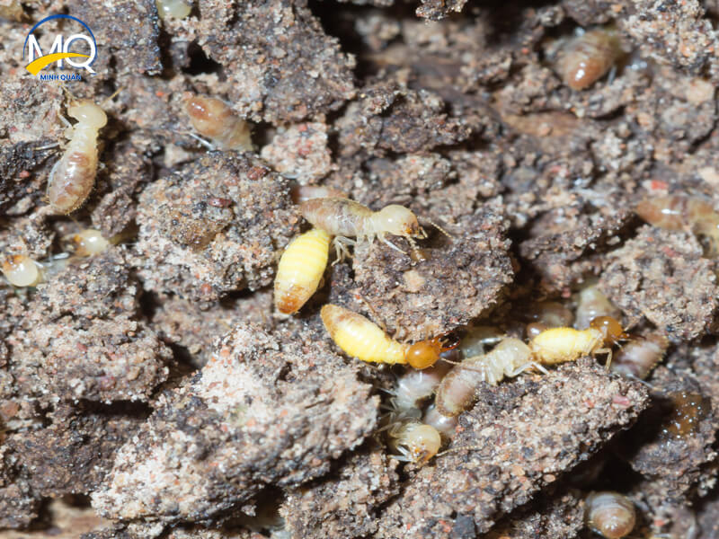 diet moi tan goc tai quan 11