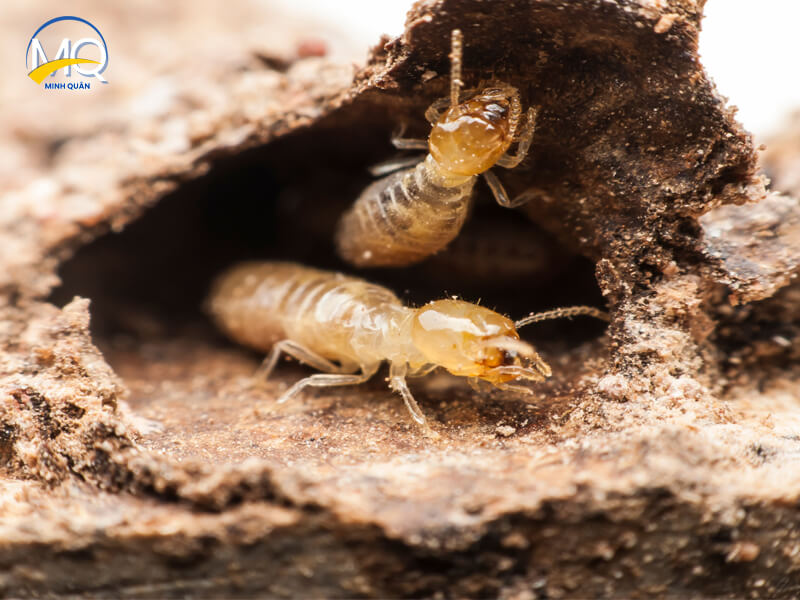 diet moi tan goc tai quan 11