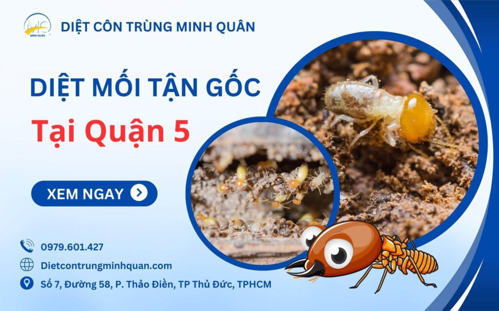 Dịch vụ diệt mối tận gốc tại Quận 5 TPHCM