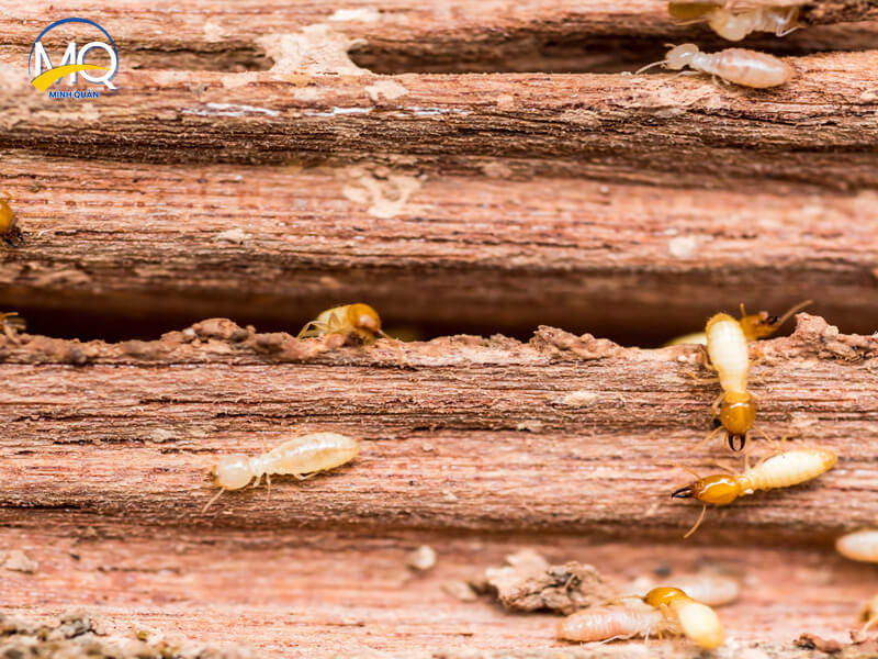 diet moi tan goc hoan toan tai quan 6