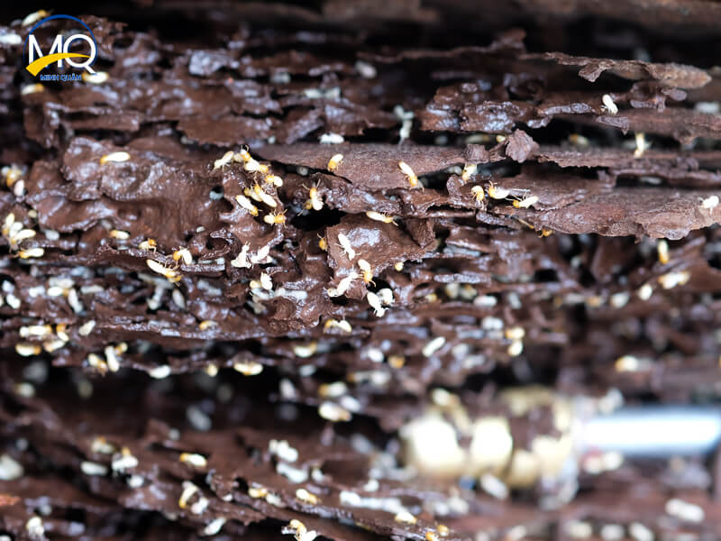 Quy trinh diet moi tan goc tai quan 6 gia re