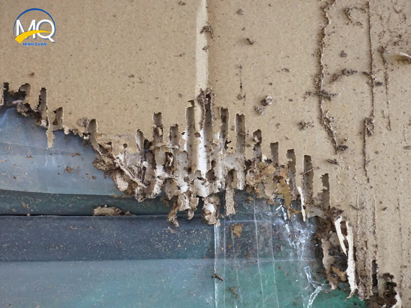 diet moi tan goc tai quan 6