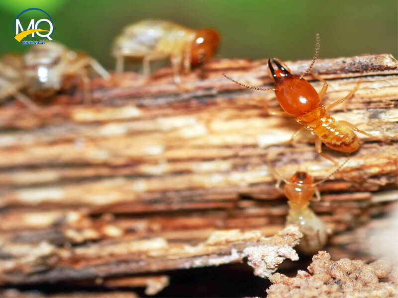 dich vu diet moi quan 9 gia re