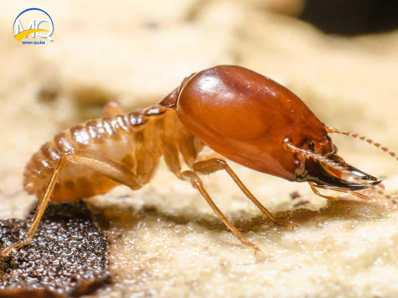 cac buoc diet tru moi tai quan 9 gia re