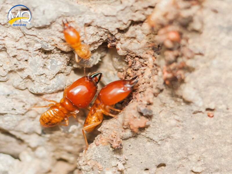 Phuong phap diet moi tan goc tai quan 9