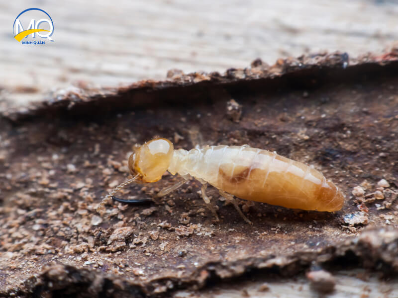 cong ty diet moi uy tin tai thu duc