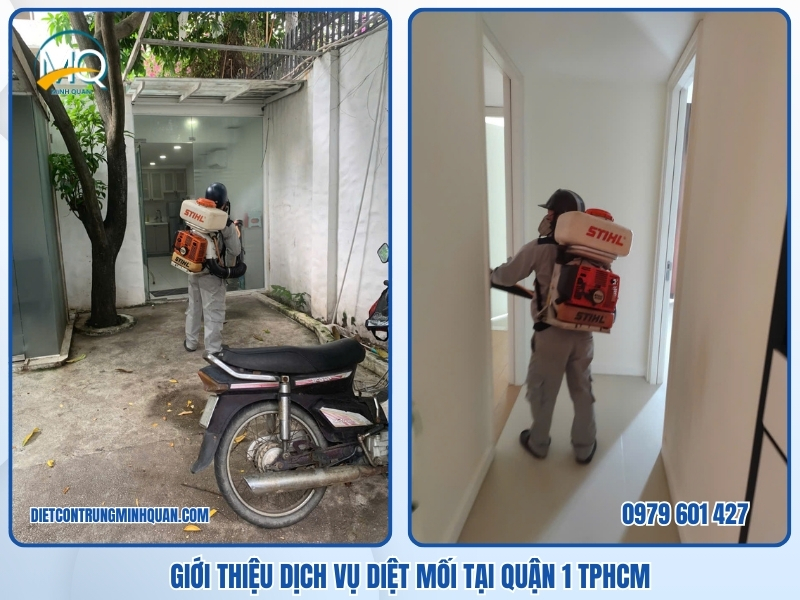 Tại sao nên chọn dịch vụ diệt mối tại Quận 1 của công ty Diệt Côn Trùng Minh Quân?
