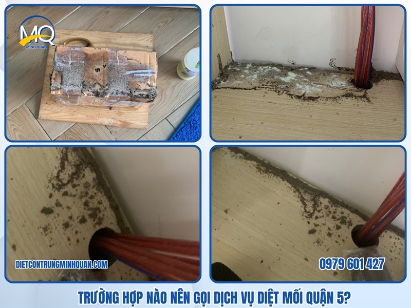 Trường hợp nào nên gọi dịch vụ diệt mối quận 5?
