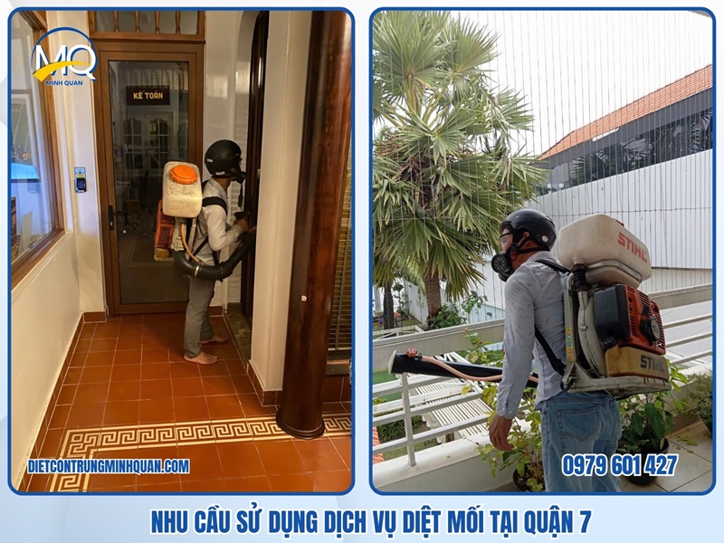 Nhu cầu sử dụng dịch vụ diệt mối tận gốc tại Quận 7 TPHCM