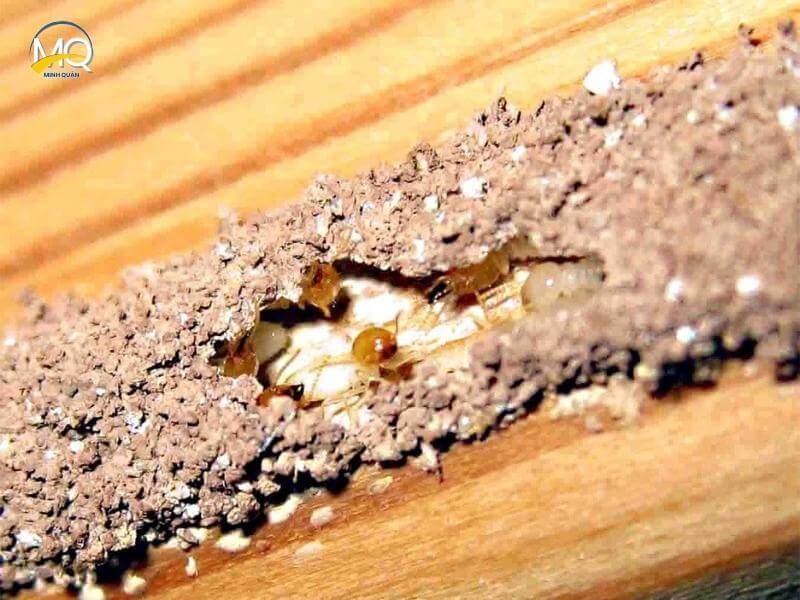 vi sao can phong moi truoc khi xay nha