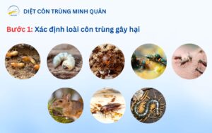 xac dinh loai con trung gay hai