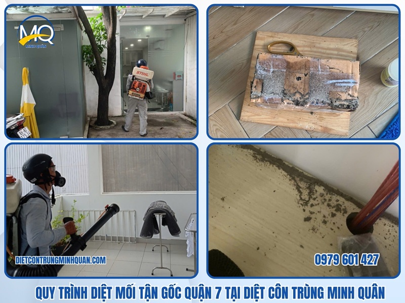 Quy trình diệt mối tận gốc Quận 7 tại Diệt Côn Trùng Minh Quân