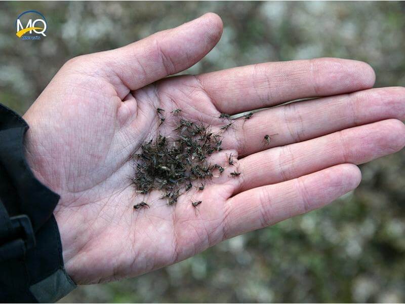 muoi song duoc bao lau