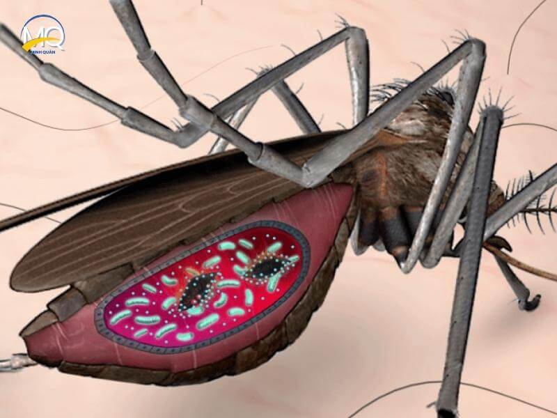 vong doi cua loai muoi