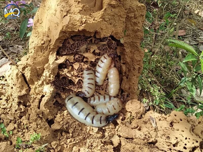 huong dan cach bat moi chua