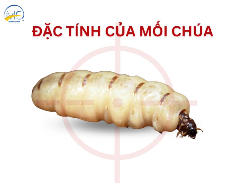 dac tinh cua moi chua