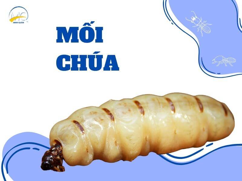Mối chúa là gì