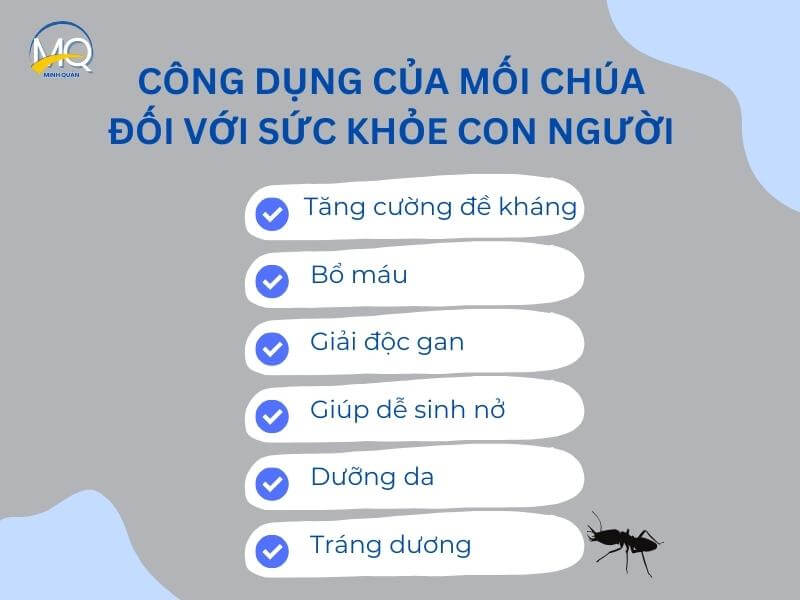 Công dụng của mối chúa