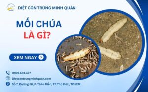 Mối chúa là gì