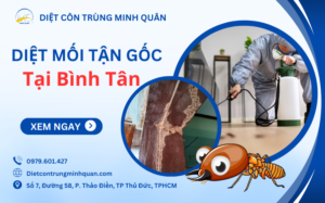 dich vu diet moi tan goc tai quan binh tan