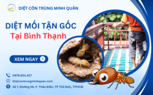 Dịch vụ diệt mối tại Quận Bình Thạnh TPHCM