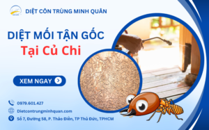 dich vu diet moi tan goc tai huyen cu chi