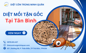 diet moi tan goc tai quan tan binh